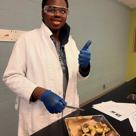 Dissection de grenouilles